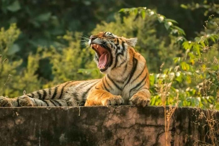 Z Delhi: 3-dniowa wycieczka Jaipur & Ranthambore Wildlife Safari Tour