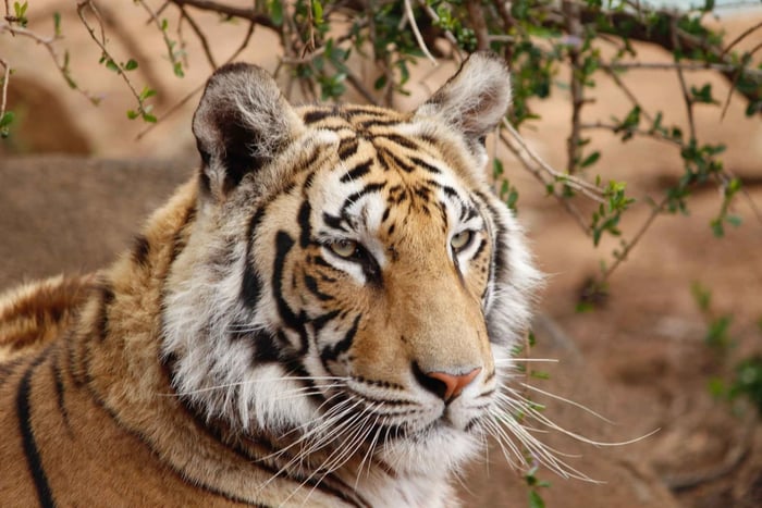 Vanuit Delhi: 4-daagse rondleiding door Gouden Driehoek en Ranthambore