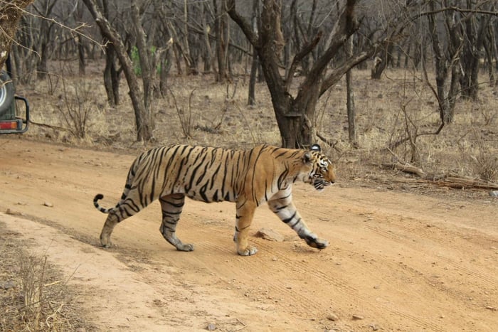 Saindo de Délhi: Safári de 4 dias no Triângulo Dourado e no Tigre de Ranthambore