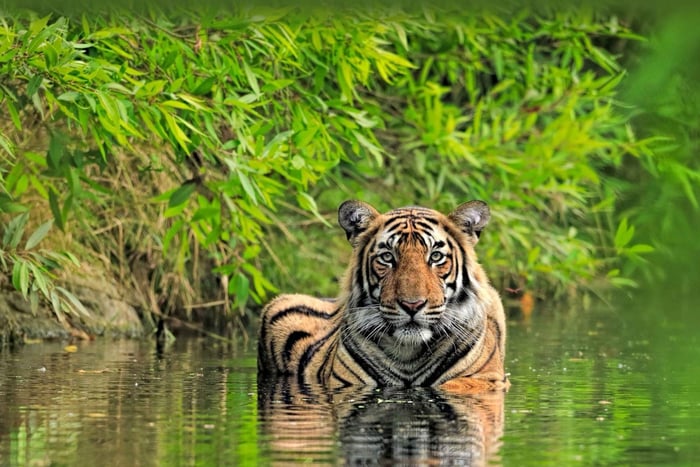 From Delhi: 5-Day Golden Triangle and Tiger Safari Tour