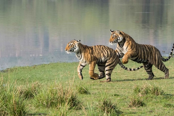 Depuis Delhi : voyage de 5 jours dans le Triangle d'Or et safari tigre