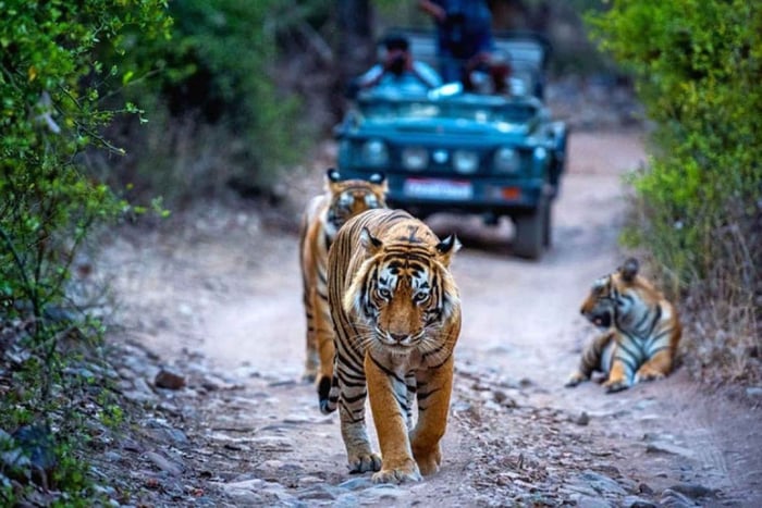 Desde Delhi: excursión de un día al Parque Nacional de Ranthambore con safari