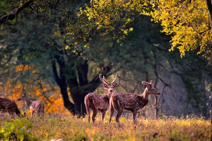 Fra Delhi: Wildlife Safari samme dag ved Sriska og Jhalna