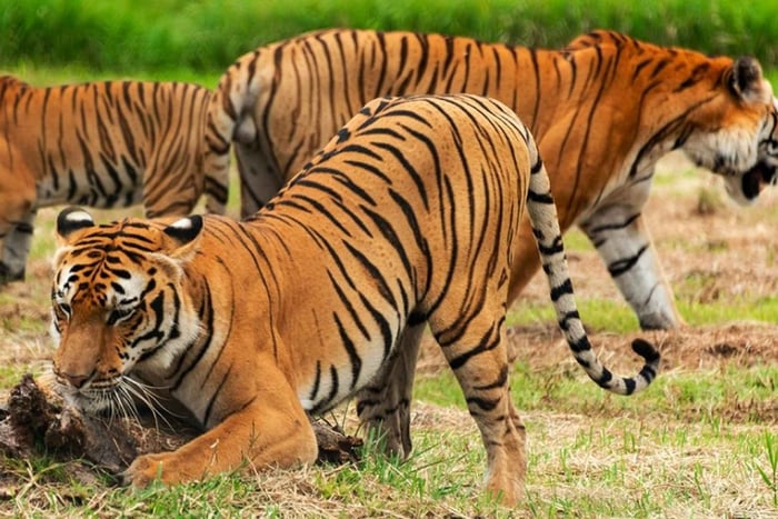 Z Delhi: Safari w rezerwacie przyrody Sariska prywatnym samochodem