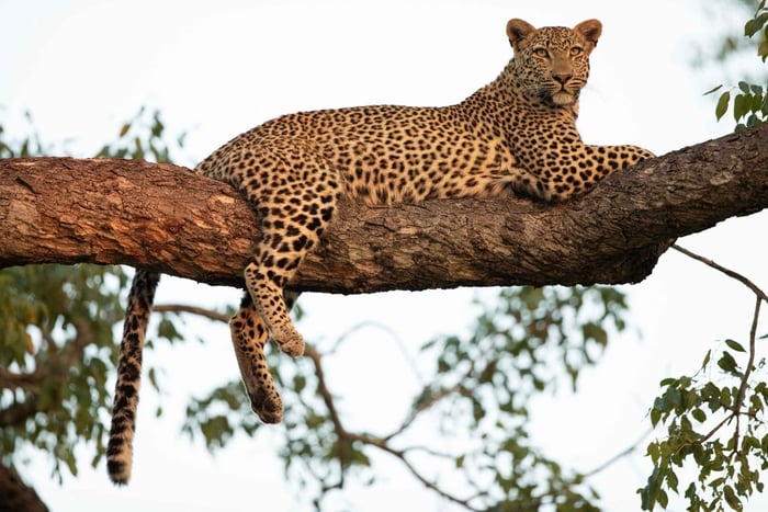 From Udaipur: 3-Day Jawai Leopard Safari & City Tour