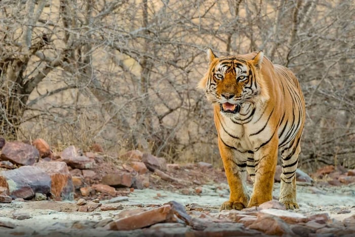 Tour del Triangolo d'Oro di 7 giorni con Ranthambore