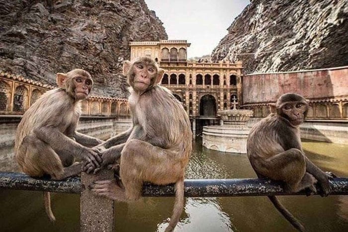 Jaipur: Privat omvisning til skjulte templer og trappebrønner i bil med klimaanlegg