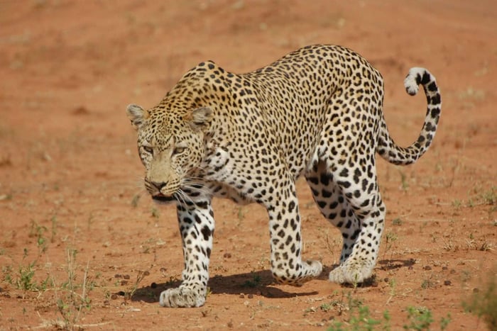 Jaipur: Jhalana Amagarh Leopardin suojelualue 4×4 jeeppisafari