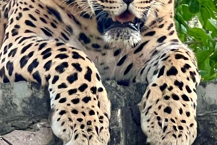 Jaipur: Safari med leoparder i Jhalana l Se ville dyr