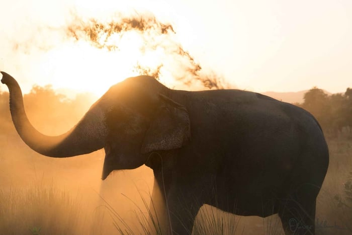 Jaipur: Private Elephant Sanctuary