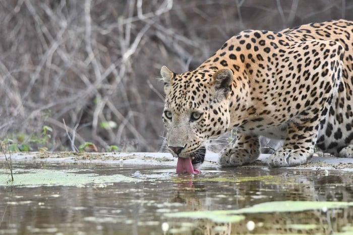 Jaipur: Privétour Jhalana luipaardsafari