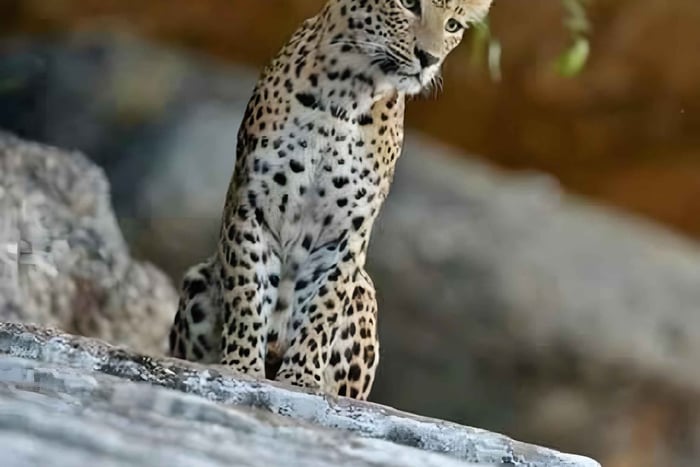 Jawai: Safari de leopardos e experiência com a vida selvagem