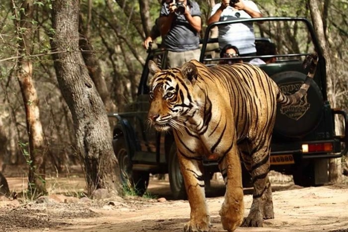 Jim Corbett: Private Jeep-Safari mit Guide