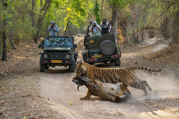 Ranthambore Jungle Safari: safari condiviso per le zone più belle