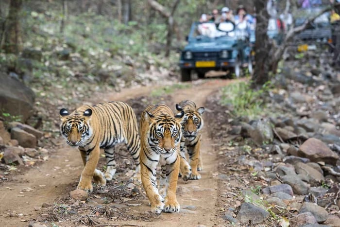 Parque Nacional de Ranthambore: Safari en Jeep desde Sawai Madhopur