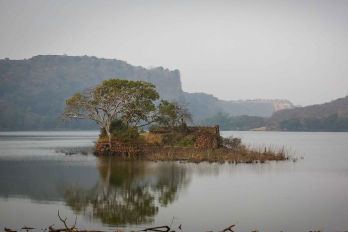 Ranthambore: Gedeelde tijgersafari in Canter of Gypsy