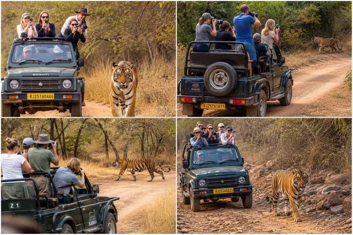 Ranthambore: experiencia de safari en la selva de la reserva de tigres