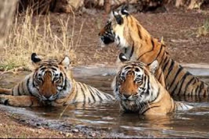 Royal India Safari with Golden Triangle Ranthambor & Sariska