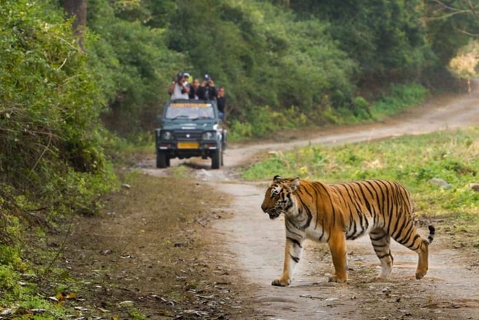 Sariska & Jhalana Escape from Delhi: One Day, Two Safaris