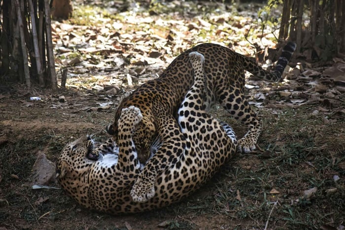 Udaipur: Päiväkierros Ranakpuriin ja Kumbhalgarhiin sekä leopardisafari