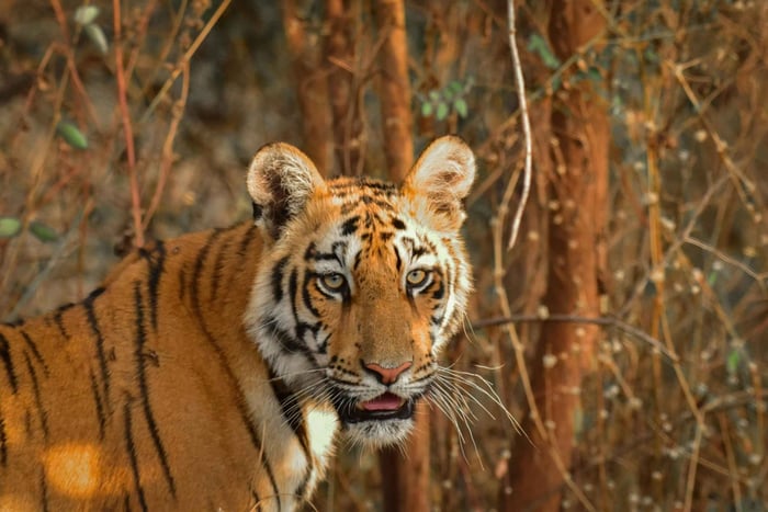 “Wild Whispers of Jawai – The Leopard’s Hidden Kingdom”