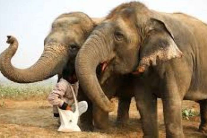 Wildlife SOS Elephant Sanctuary & Taj Mahal-tour vanuit Delhi