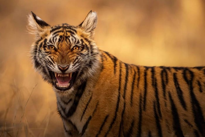 Dyrelivets stier i Ranthambore: delt gypsy eller canter