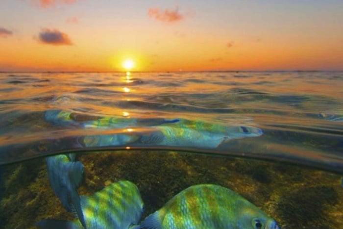 From Recife : Tour for Porto de Galinhas