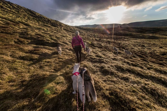 Ruta de senderismo con perros husky cerca de Reikiavik