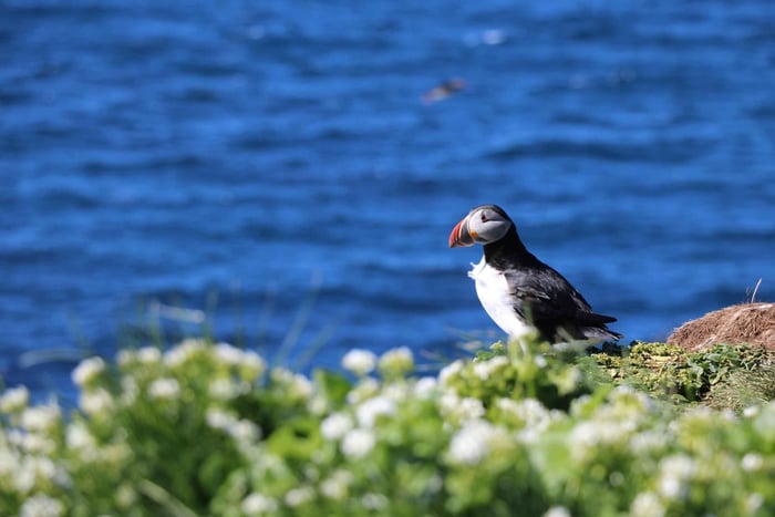Reykjavik : Observation des macareux