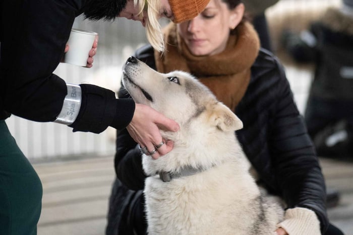 Reykjavík: Husky Kennel-besøk med varme drikker