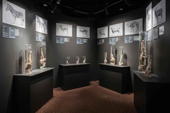 Reikiavik: Ticket de entrada al Museo Falológico Islandés