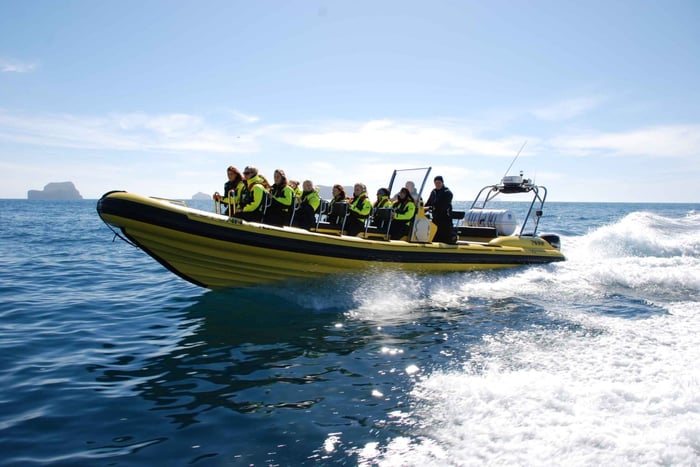 Reykjavik: Walbeobachtung mit dem RIB-Schnellboot