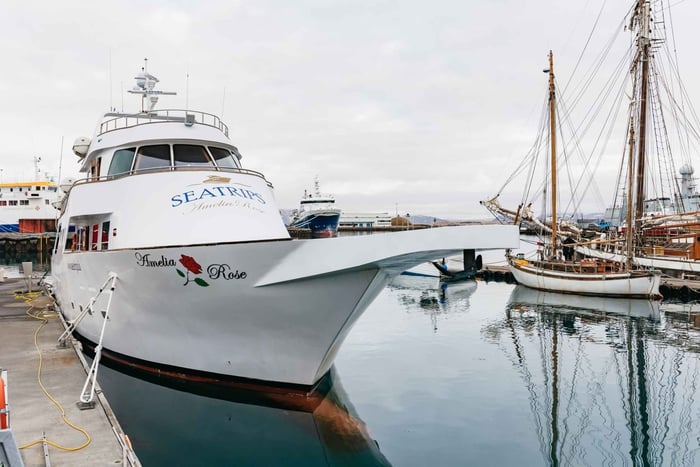 Reykjavík: Whale-Watching-Bootsfahrt auf der Amelia Rose Yacht