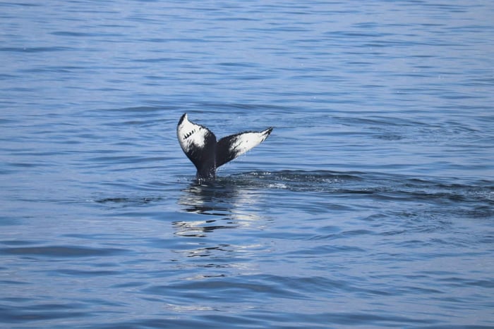 Reykjavik: Whale Watching Morning Expedition