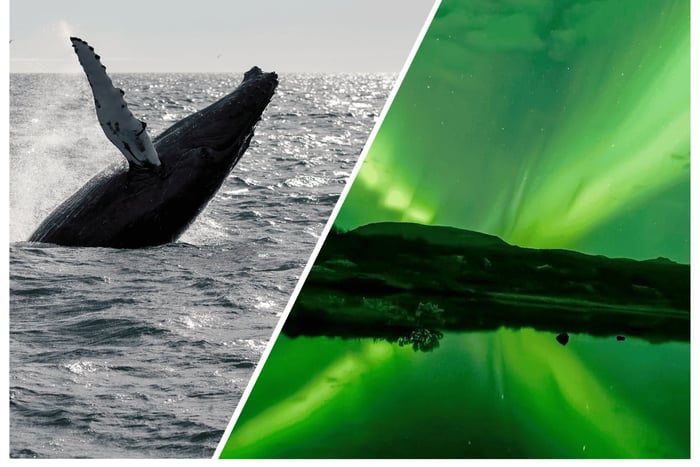 Reykjavik: Cruzeiro combinado para observação de baleias e aurora boreal