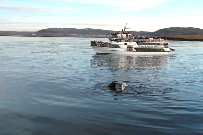 Reykjavik: Whale Watching Tour with Expert Guide