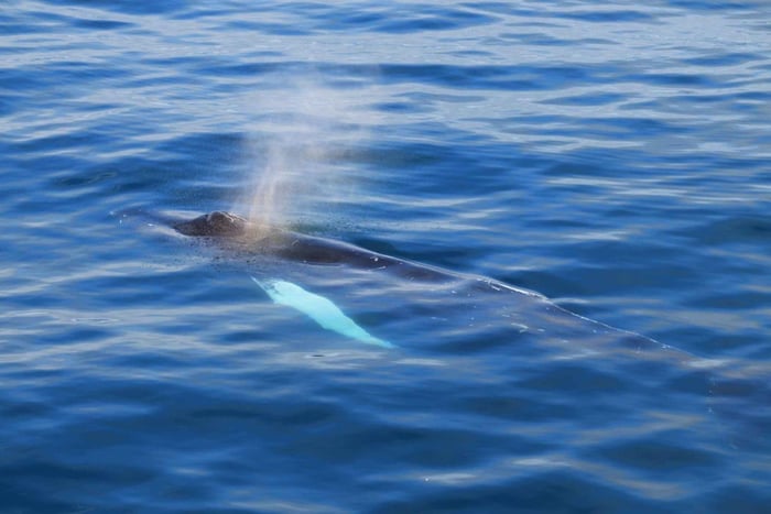 Reykjavik: Whale Watching Tour with Express Option