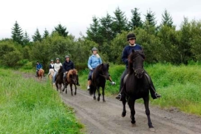 Vanuit Dagvullende tour te paard & Gouden Cirkel