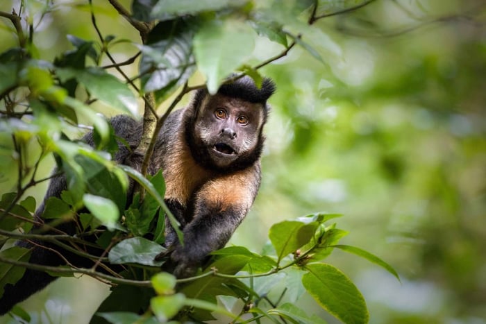 Rio : randonnée guidée dans le parc national de Tijuca