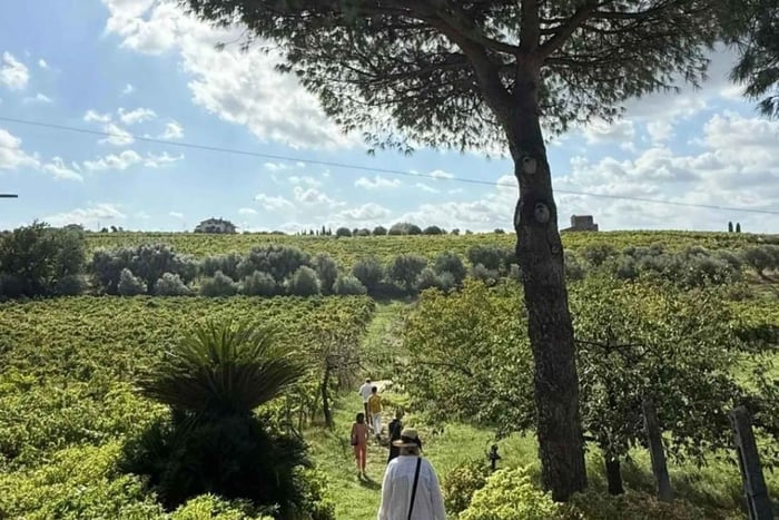 Roma: visita guidata in cantina biologica e degustazione vini a Frascati