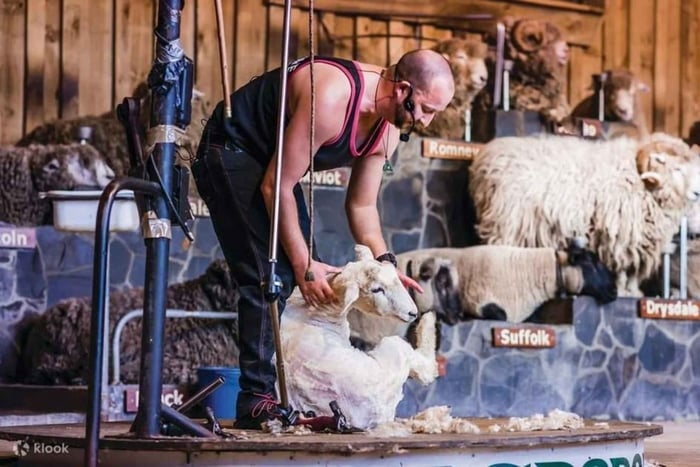 Auckland: 2-Day Tour with Agrodome & Te Puia Māori Village