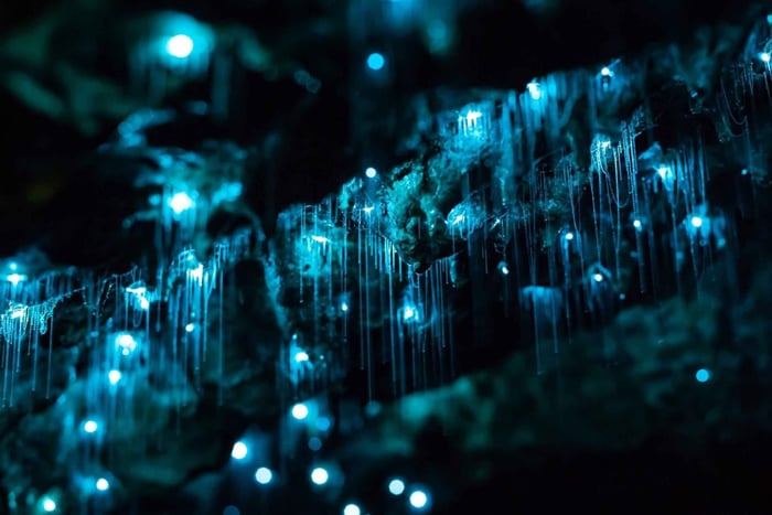Auckland: Private Tour to Waitomo & Te Puia Valley