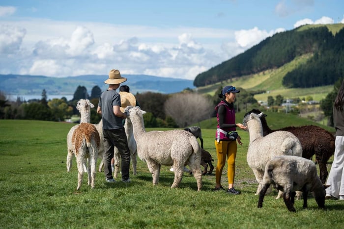 Rotorua: Experiência autêntica de uma fazenda de kiwis no Agrodome