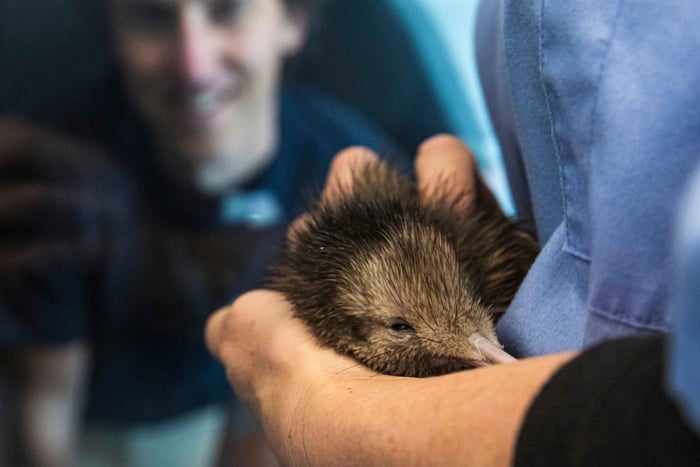 Rotorua : Visite de l'écloserie nationale de kiwis à la rencontre des kiwis