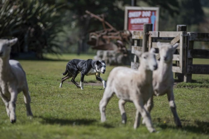  Agrodome 1-Hour Live Farm Show