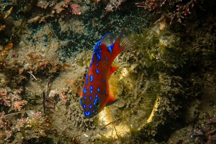 Mission Point Park: snorkelintroductieles + tour