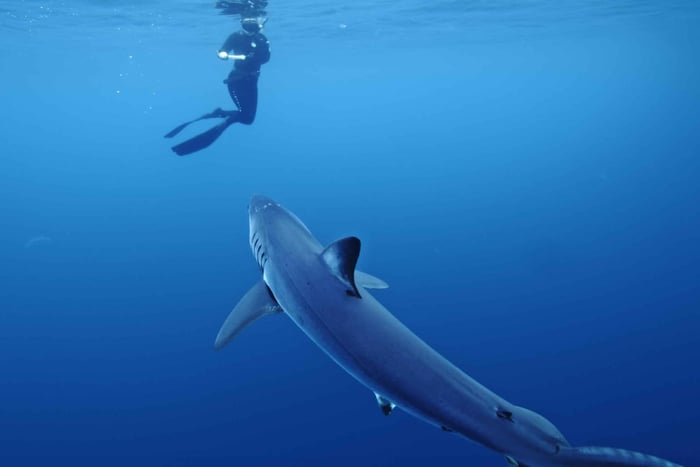 San Diego: Blue Shark Offshore Snorkel Adventure!