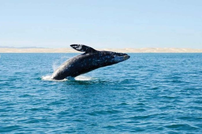 San Diego: City Cruises Whale and Dolphin Watching Cruise
