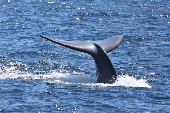 San Diego: Whale Watching & Dolphin Cruise